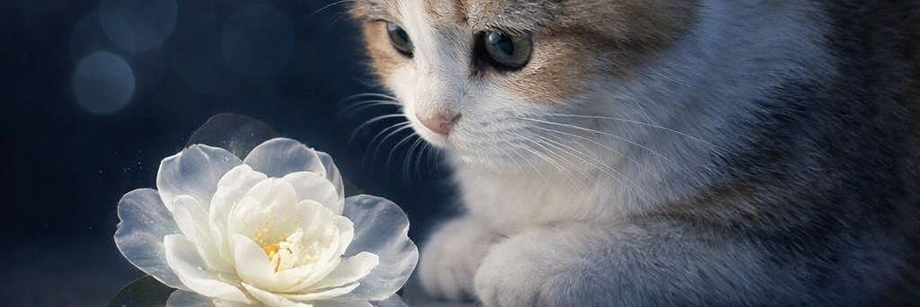 花と子猫の物語 banner