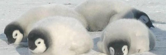 endmin🐧 banner