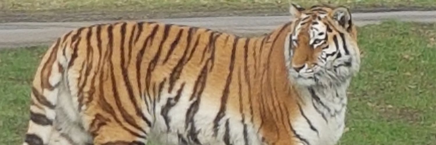 Figgarro's profile banner image
