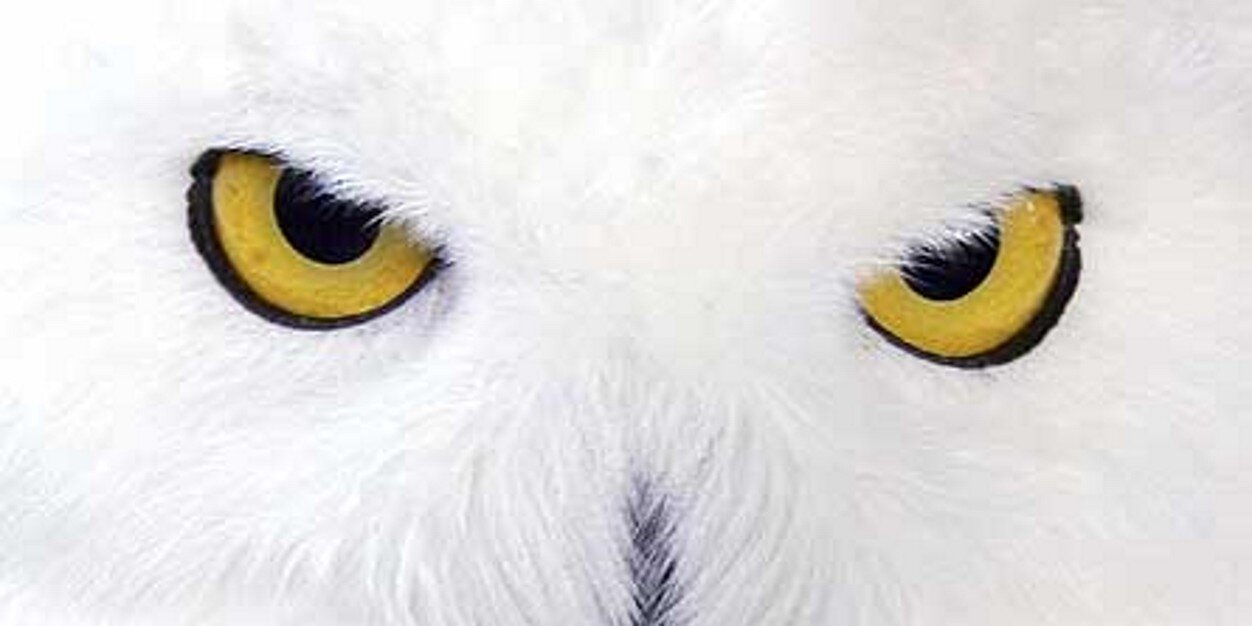 LNACIFF's profile banner image