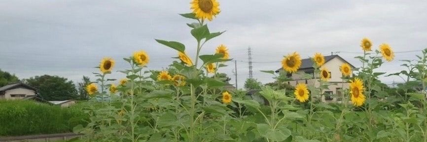 . banner