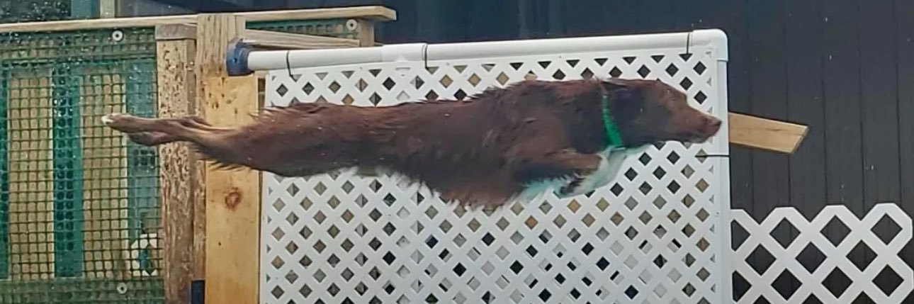 🇺🇸DogMan🇺🇸 banner