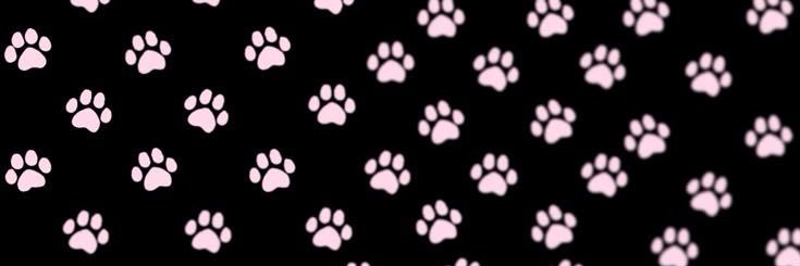 max 🐾 banner