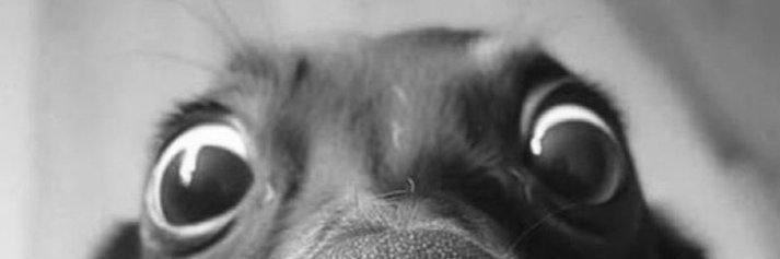 Max Mustermann banner