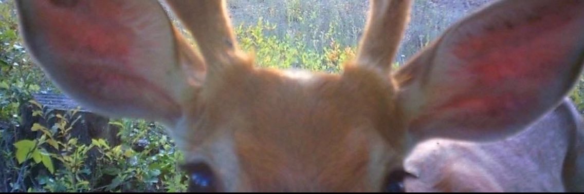 غـــزال banner