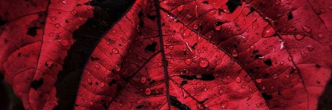 HiPax's profile banner image