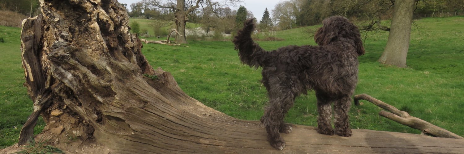Mandy Lester(Segall) banner