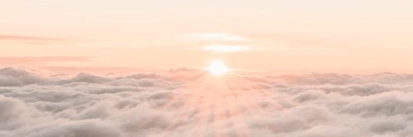 Syd //shedtwt banner