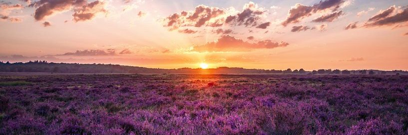 Sam Elfvering banner