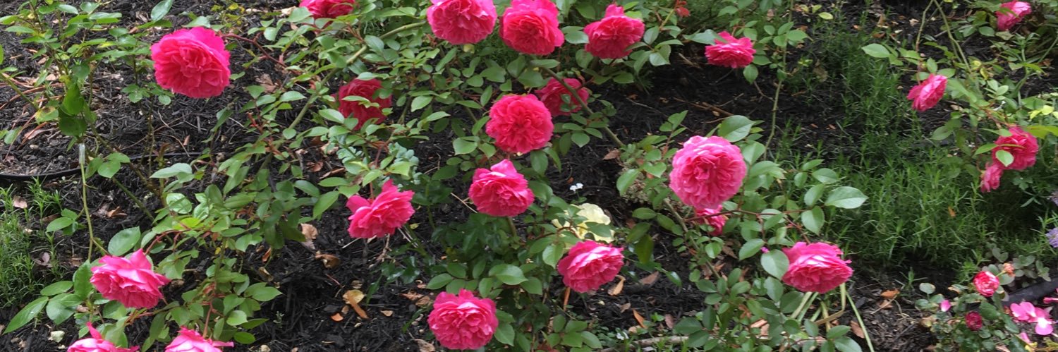 Orca fan 🐘 banner