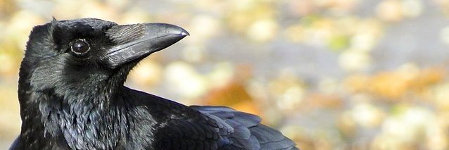 Crow banner