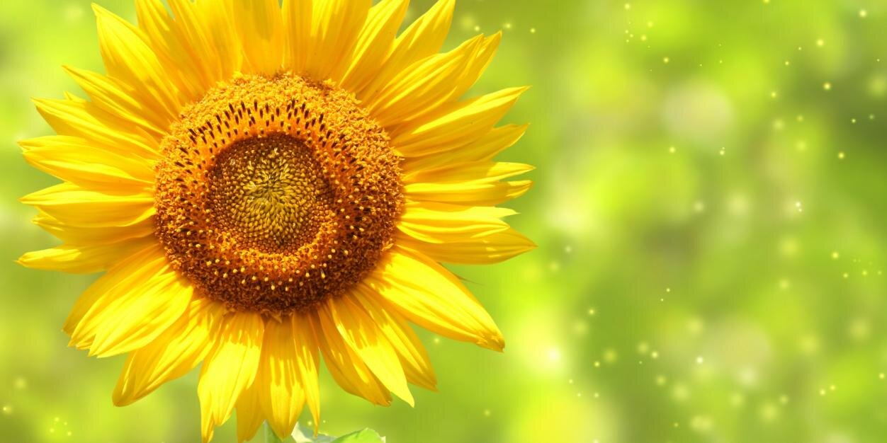 gsothee's profile banner image