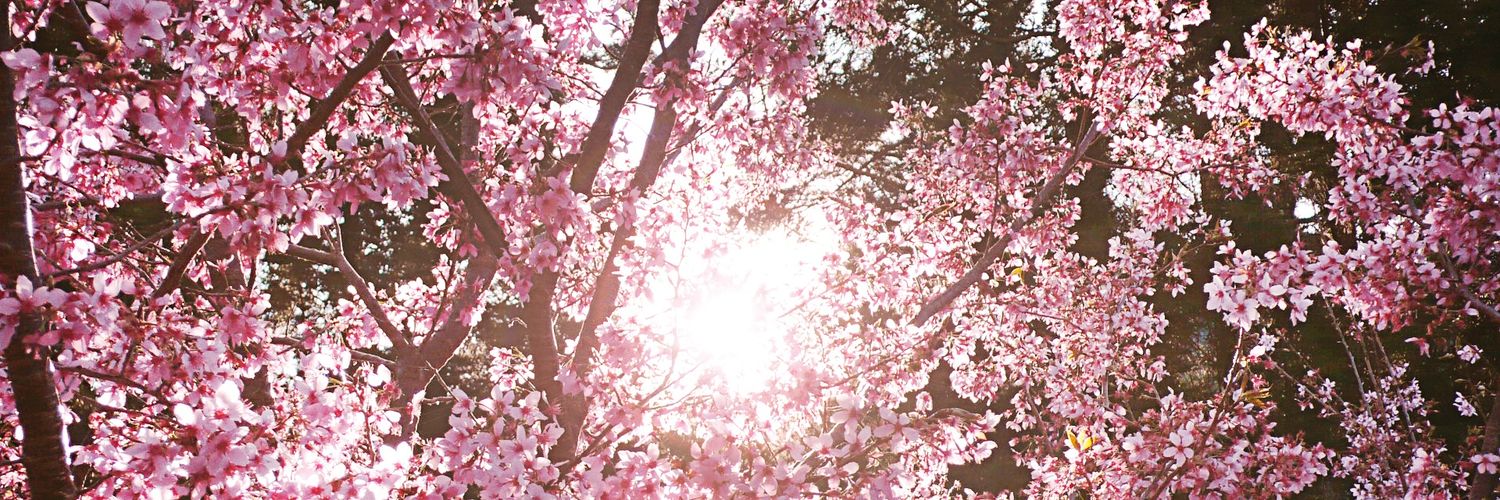 amorderu's profile banner image