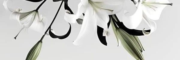 ꪔ̤̮irhee banner