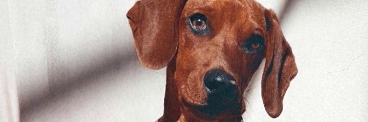 PazCapovilla's profile banner image