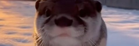 gn banner