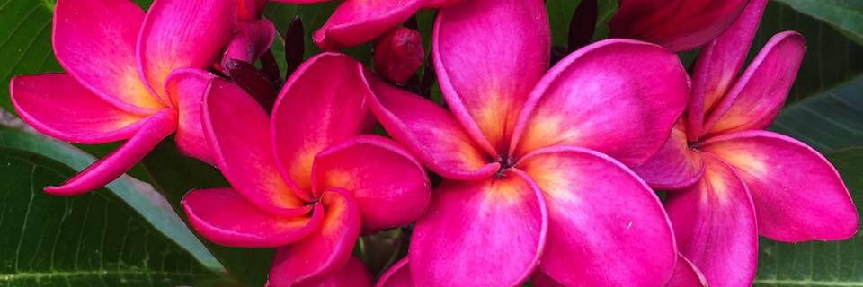 LahainaLaura's profile banner image