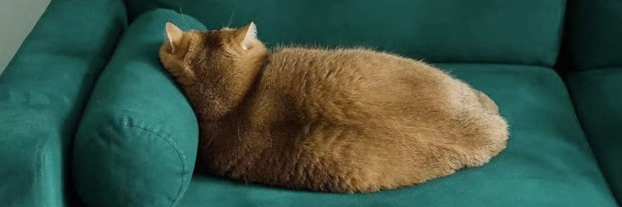 润润的猪咪|AC_ac003 (@adelaide42870) / Posts / X