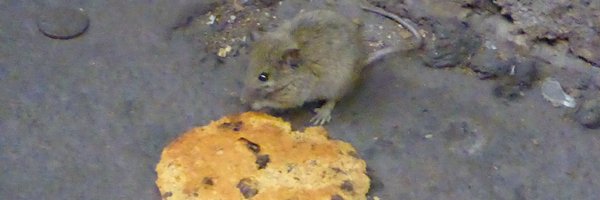 mrnonel Profile Banner