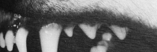 𝓅𝓊𝓅 .ᐟ⸝⸝ banner