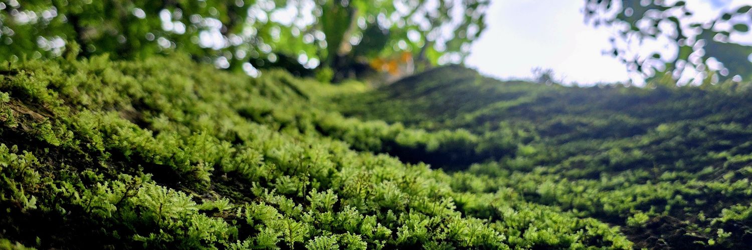 Carlos Esteban banner