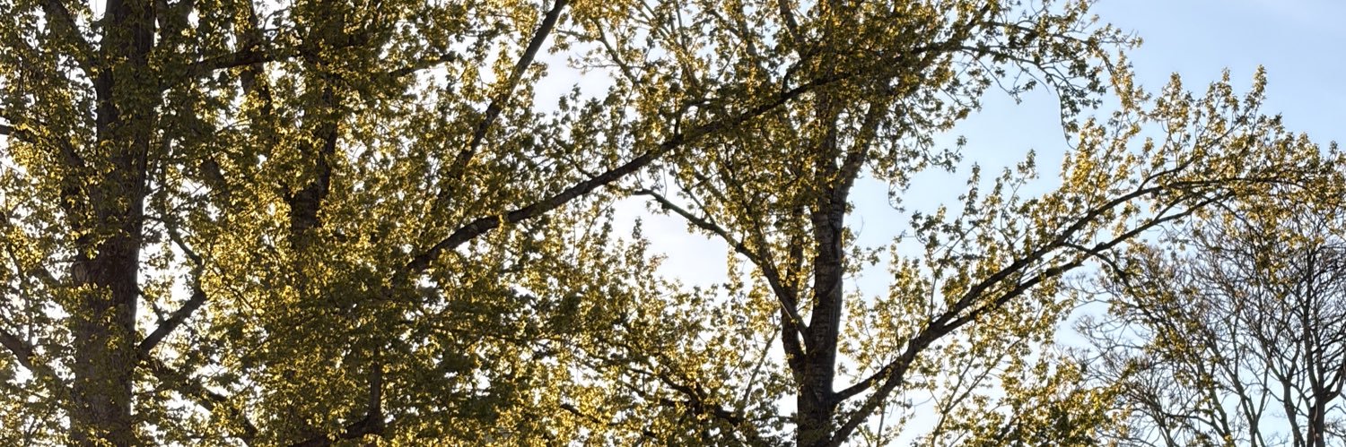 ydecayxko's profile banner image