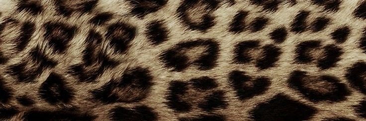 carcassive's profile banner image