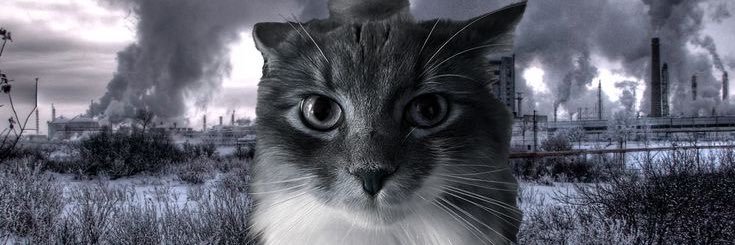 Meow banner