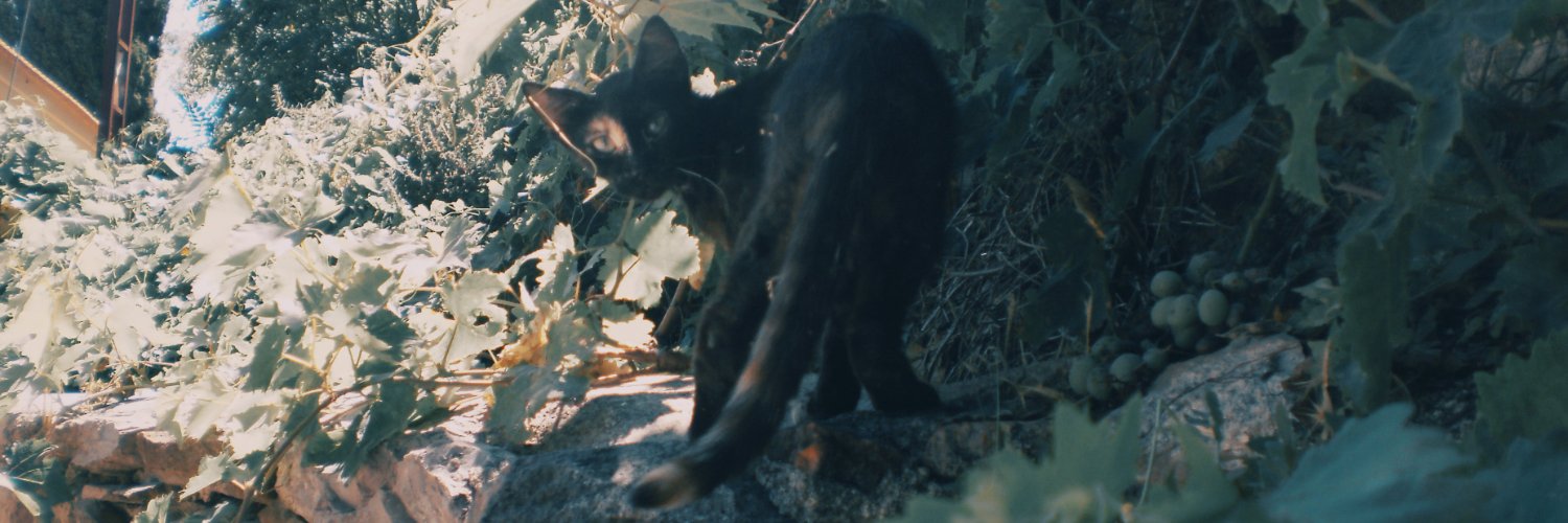 Cat banner