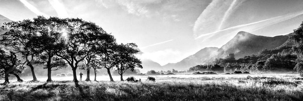 Willie Wilson banner