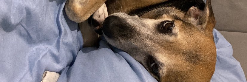 tatiane bernardes banner