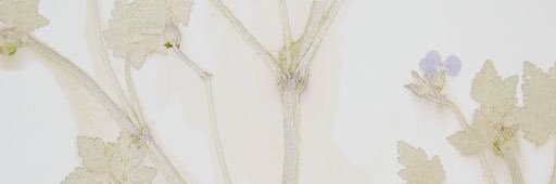 anne as haley james. banner