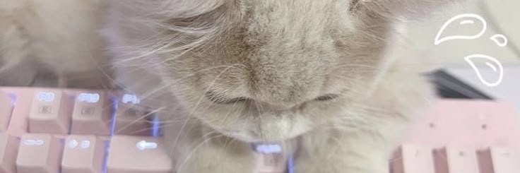 bunnielopy's profile banner image