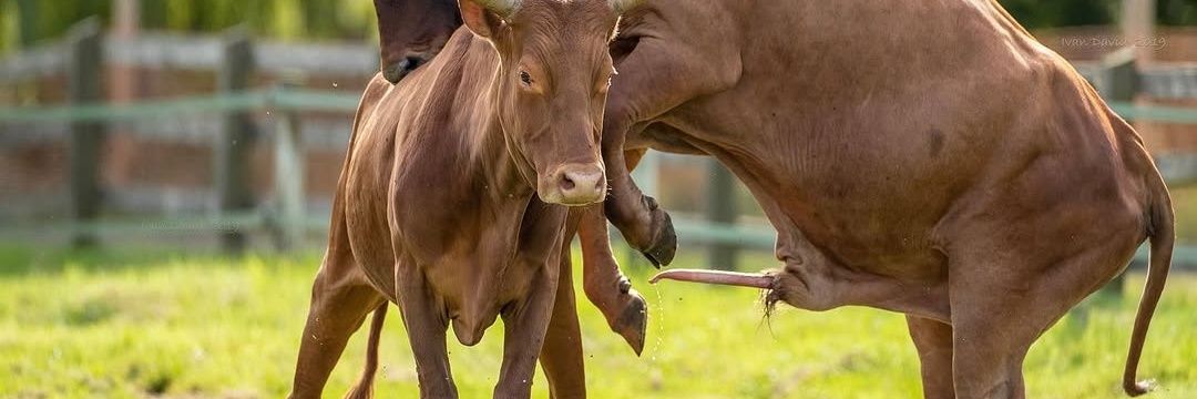 Animals breeding only banner