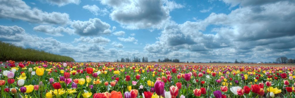 Leopoldo  Cagnone banner