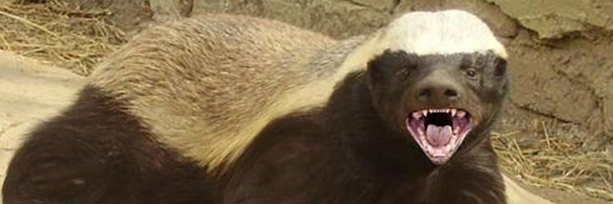 Ellouweeze's profile banner image