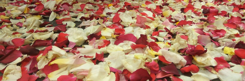 anampoveda's profile banner image