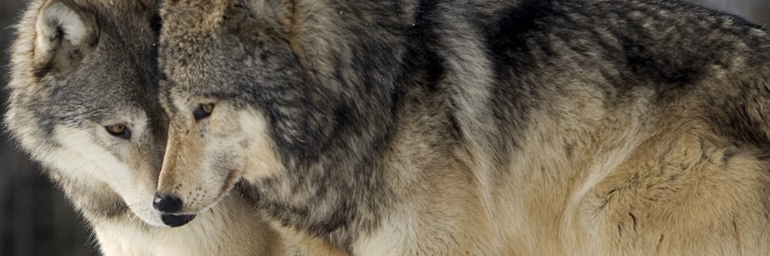 lokillo_loko's profile banner image