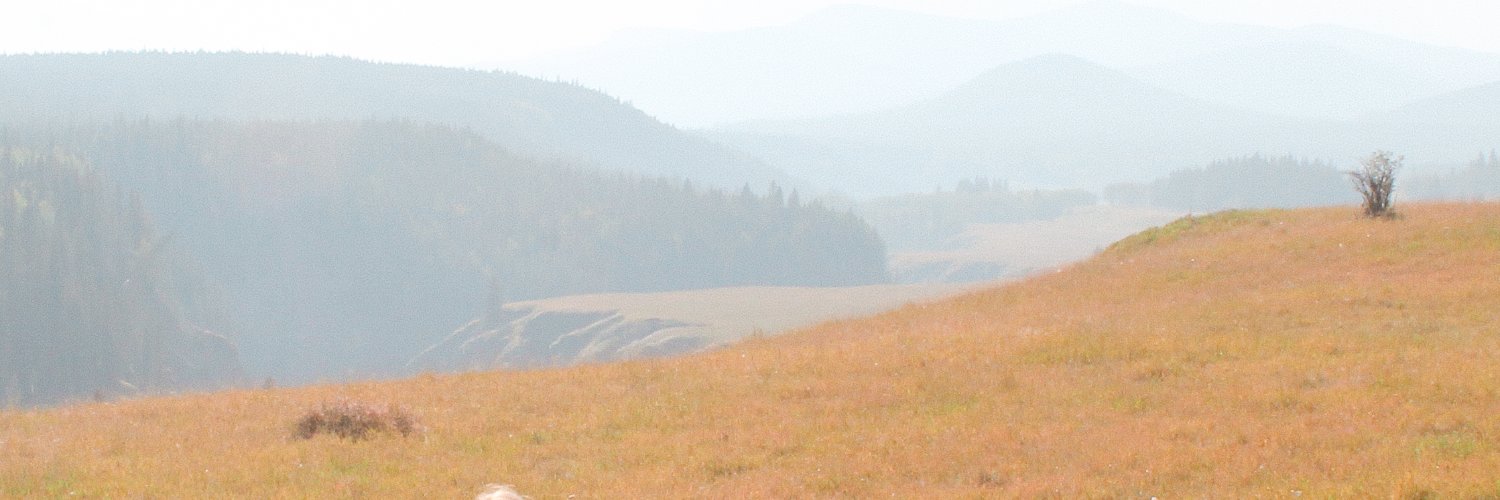 HDeSandoli's profile banner image