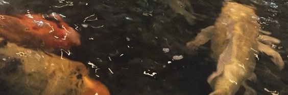 alex banner