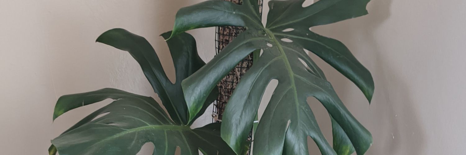 ChrisEstefania's profile banner image