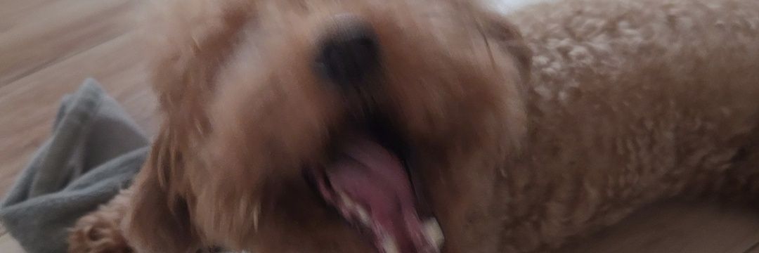 かみねこ banner