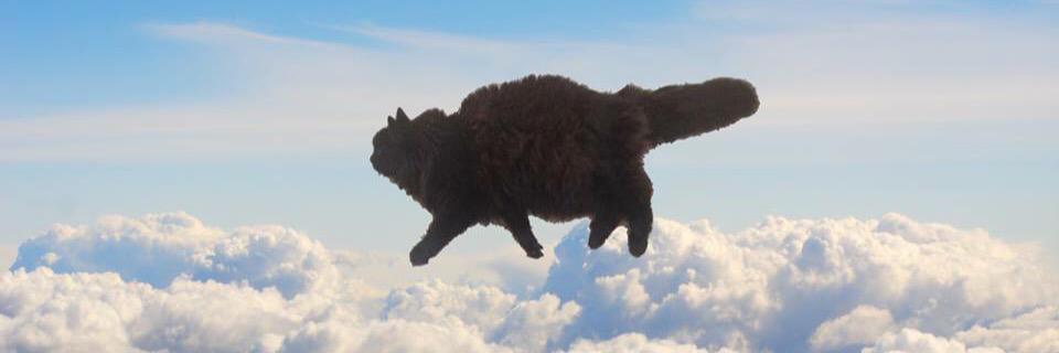 Comfort Moron banner