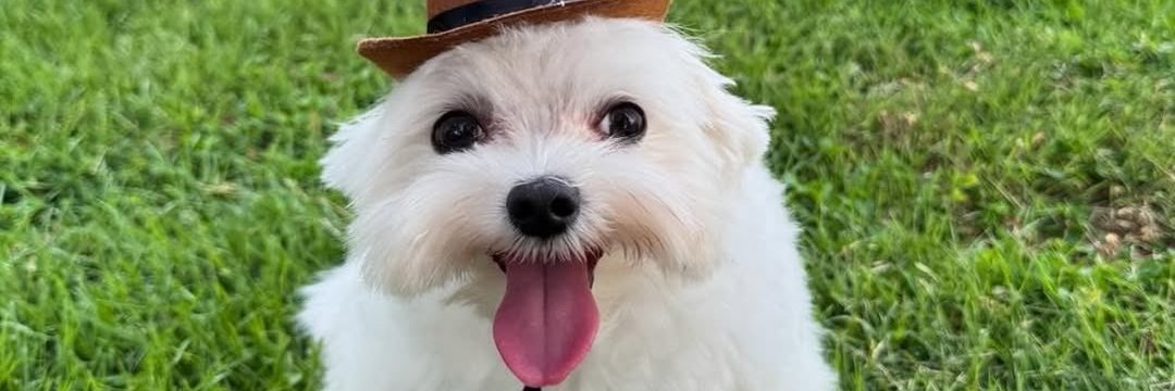 ItsaKittCatastrophe banner