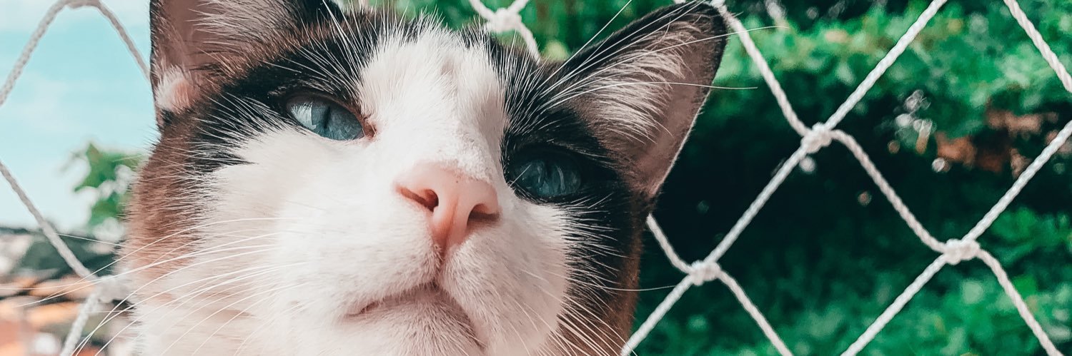 leporethatsit's profile banner image