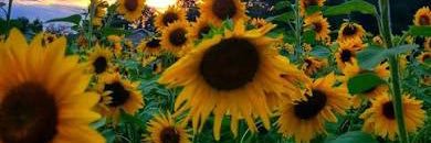 Chelsie Davenport banner