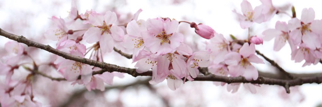 Ashley Merlin Gold banner