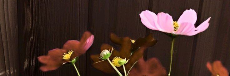 kaniadoublea's profile banner image