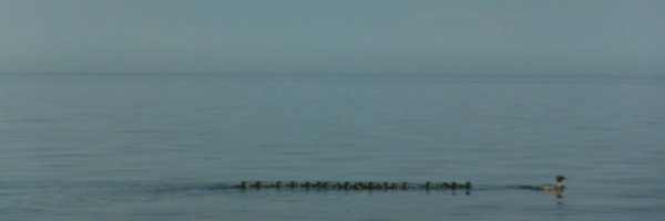 nlichten Profile Banner