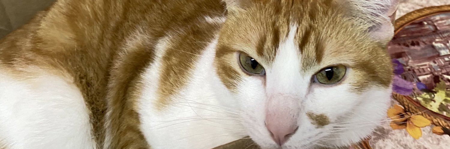 pitcchi's profile banner image